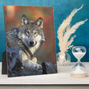 Grauwolf‑Wildtierliebhaber Fotoplatte