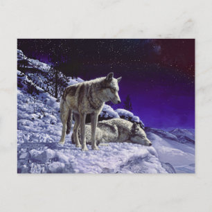 Grauwölfe im Winterschnee in der Nacht Postkarte