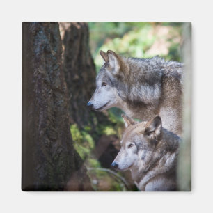Grauwölfe Magnet