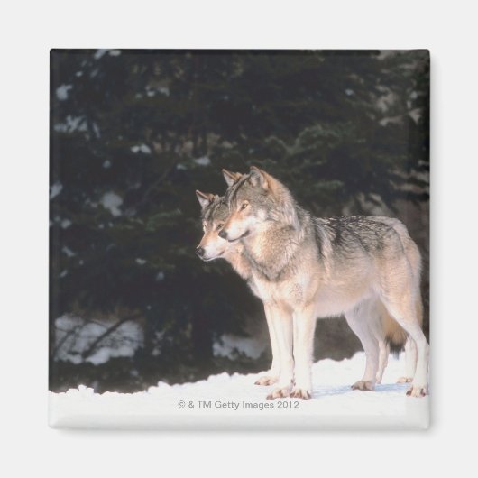 Grauwölfe Magnet (Vorne)