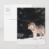 Grauwölfe Postkarte (Vorne/Hinten)