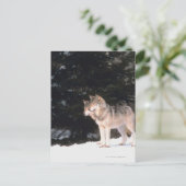 Grauwölfe Postkarte (Stehend Vorderseite)