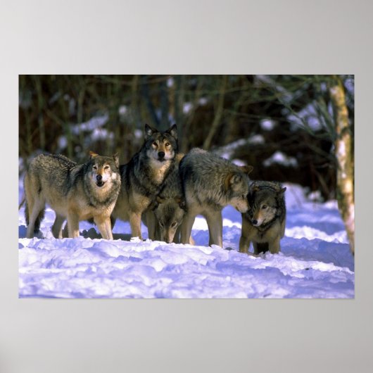 Grauwölftasche am Rande des verschneiten Waldes Poster (Vorne)