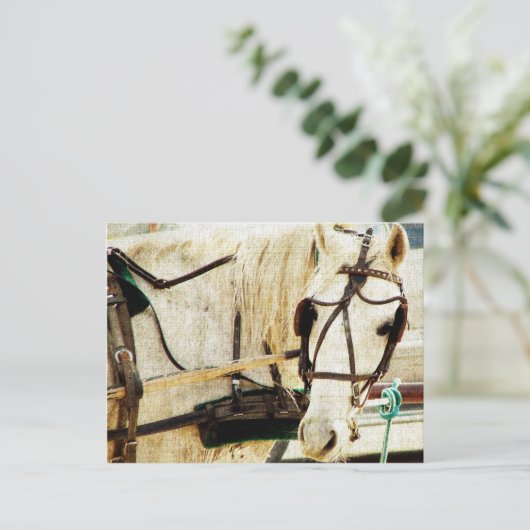 Gray Amish Buggy Horse Postkarte (Stehend Vorderseite)