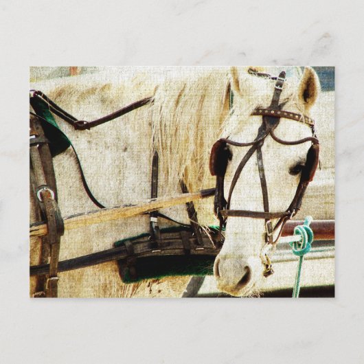Gray Amish Buggy Horse Postkarte (Vorderseite)