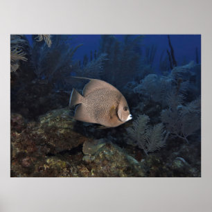 Gray Angelfish on Overcast Day Poster