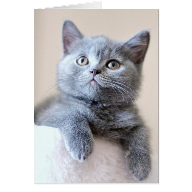 Gray British Shorthair Cat (Vorne)