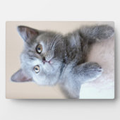 Gray British Shorthair Cat Fotoplatte (Vorderseite)