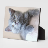 Gray British Shorthair Cat Fotoplatte (Seite)