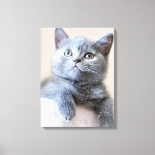 Gray British Shorthair Cat Leinwanddruck