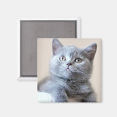 Gray British Shorthair Cat Magnet (Vorderseite/Rückseite)