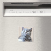 Gray British Shorthair Cat Magnet (In Situ (Geschirrspüler))