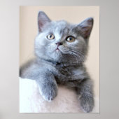 Gray British Shorthair Cat Poster (Vorne)