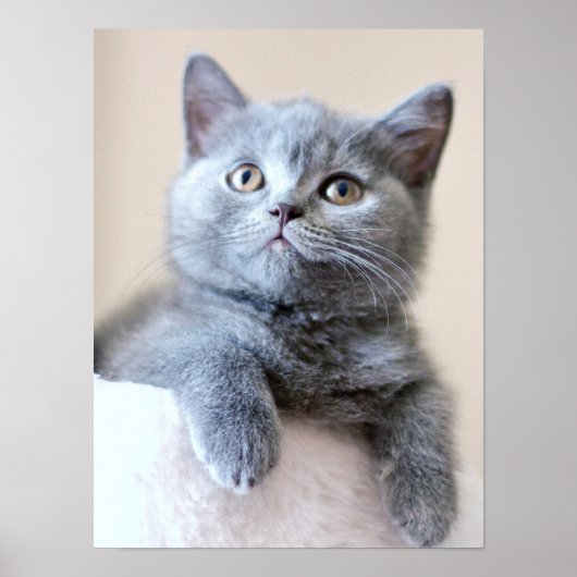 Gray British Shorthair Cat Poster (Vorne)