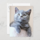 Gray British Shorthair Cat Postkarte (Vorne/Hinten)
