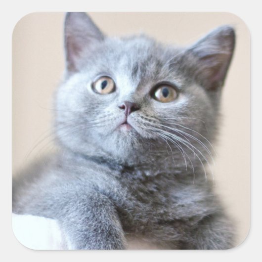 Gray British Shorthair Cat Quadratischer Aufkleber (Vorderseite)