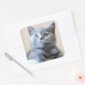 Gray British Shorthair Cat Quadratischer Aufkleber (Umschlag)