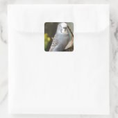 Gray Budgie Bird Quadratischer Aufkleber (Tasche)
