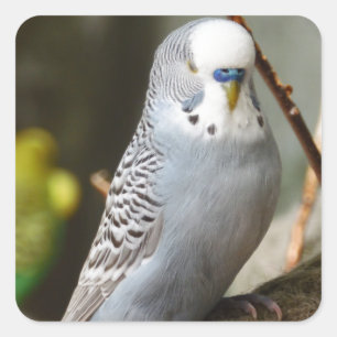 Gray Budgie Bird Quadratischer Aufkleber