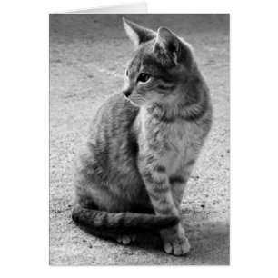 Gray Cat Card