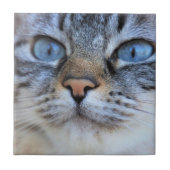 Gray Cat Fliese (Vorderseite)