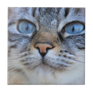 Gray Cat Fliese