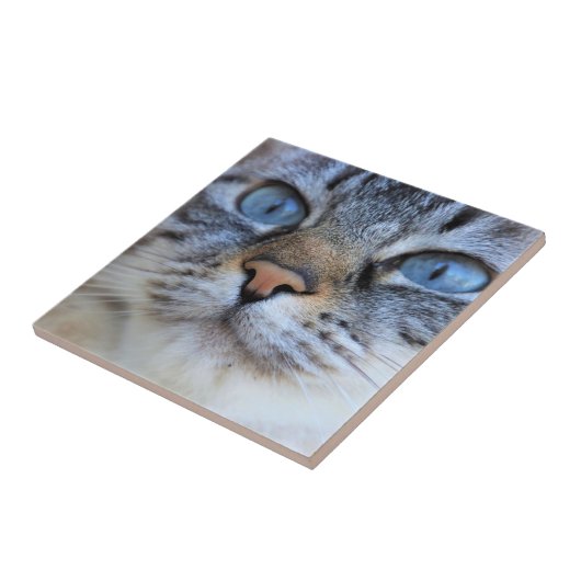 Gray Cat Fliese (Seite)