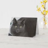 Gray Cat Karte (Gelbe Blume)