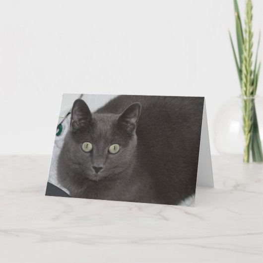 Gray Cat Karte (Vorderseite)