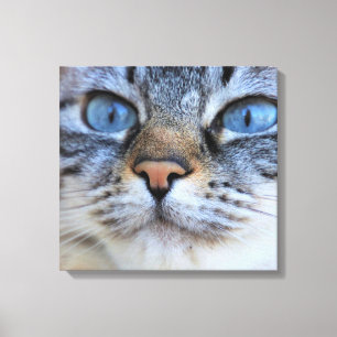 Gray Cat Leinwanddruck