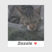 Gray Cat Looking Aufkleber (Blatt)