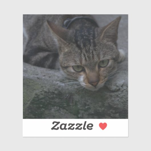 Gray Cat Looking Aufkleber (Blatt)