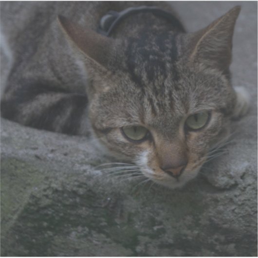 Gray Cat Looking Aufkleber (Vorderseite)
