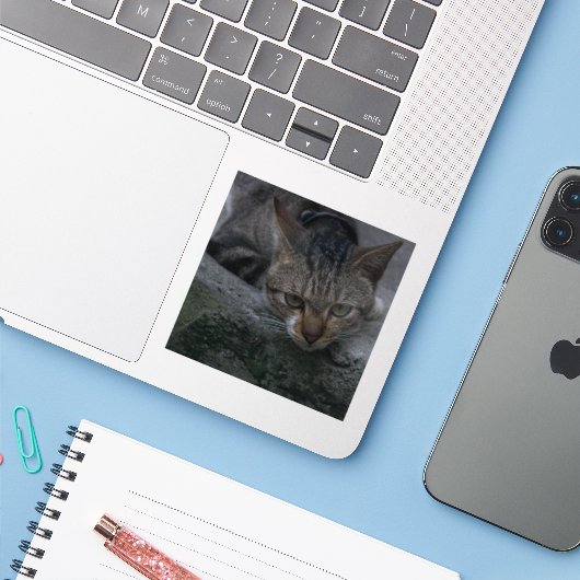 Gray Cat Looking Aufkleber (Laptop mit iPhone)