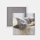 Gray Cat Lying in Pot, Olargues, Herault, Frankrei Magnet (Vorderseite/Rückseite)