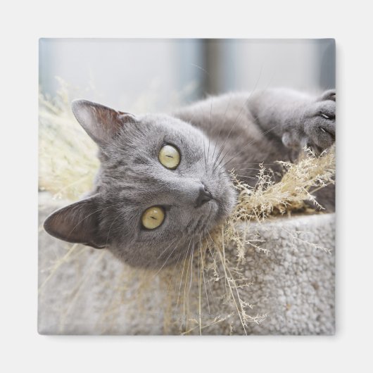 Gray Cat Lying in Pot, Olargues, Herault, Frankrei Magnet (Vorne)