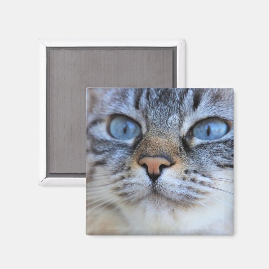 Gray Cat Magnet (Vorderseite/Rückseite)