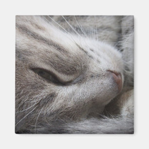 Gray Cat Magnet