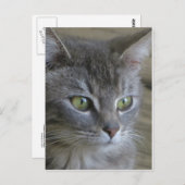 Gray Cat Portrait Postkarte (Vorne/Hinten)