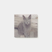 Gray Cat Post-it Klebezettel (Vorderseite)