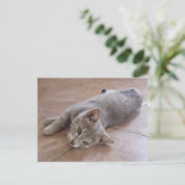 Gray Cat Postcard Postkarte (Stehend Vorderseite)