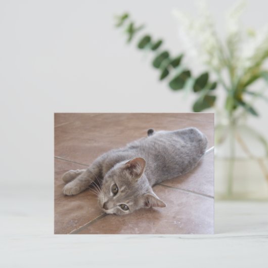 Gray Cat Postcard Postkarte (Stehend Vorderseite)