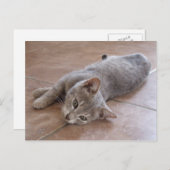 Gray Cat Postcard Postkarte (Vorne/Hinten)