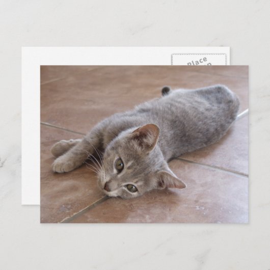 Gray Cat Postcard Postkarte (Vorne/Hinten)