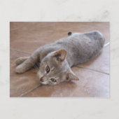 Gray Cat Postcard Postkarte (Vorderseite)