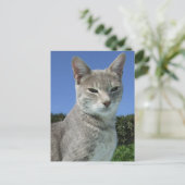 Gray Cat Postcard Postkarte (Stehend Vorderseite)