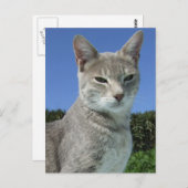 Gray Cat Postcard Postkarte (Vorne/Hinten)