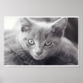 Gray Cat Poster (Vorne)