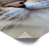 Gray Cat Poster (Ecke)