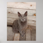 Gray Cat Poster (Vorne)